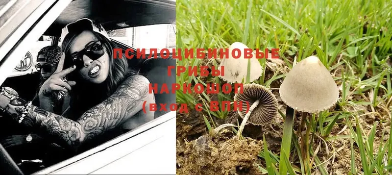 blacksprut онион  Северск  Псилоцибиновые грибы Psilocybe  купить  цена 